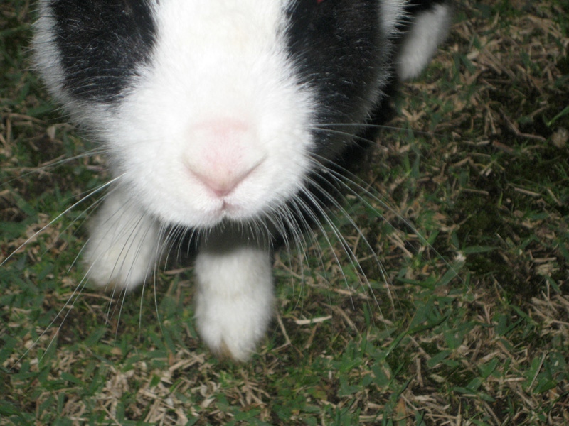 rabbitisland 2009